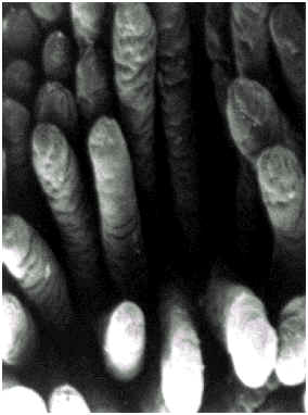 wpe1.jpg (12016 bytes)