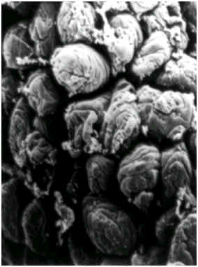 wpe2.jpg (15548 bytes)